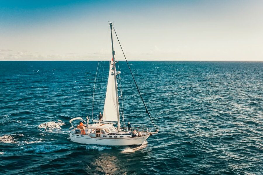 Funchal: Dolphin and Whale Watching Sailing Trip - Should you book it?