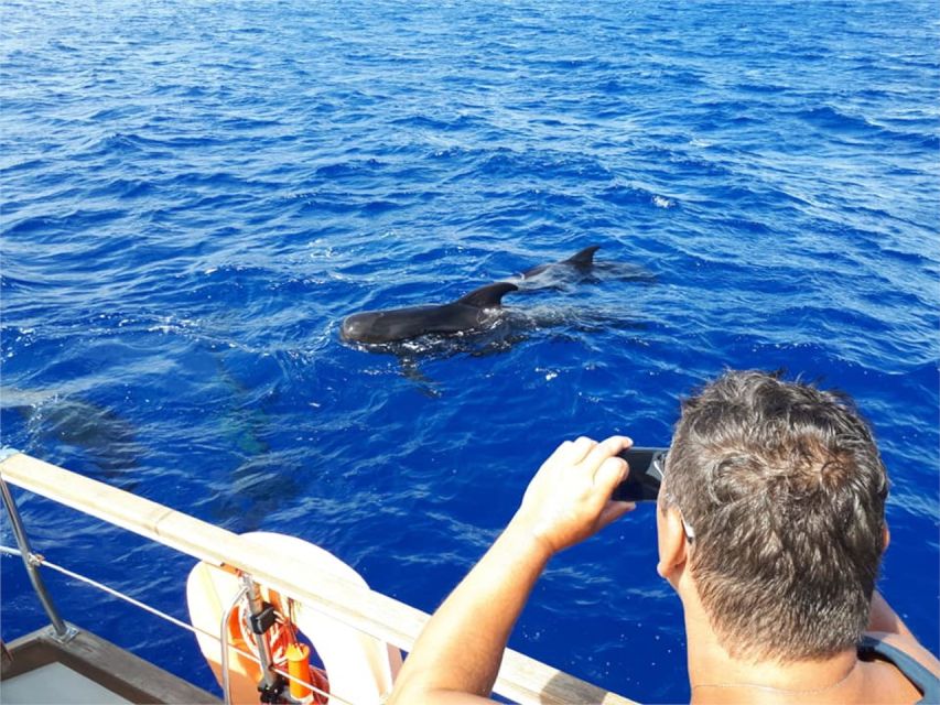Funchal: Dolphin and Whale Watching Sailing Trip - What the three-hour outing feels like