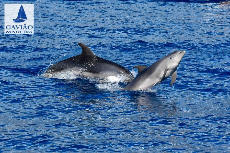 Funchal: Dolphin and Whale Watching Sailing Trip - The small group is a real advantage
