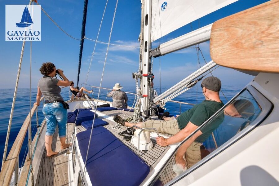 Funchal: Dolphin and Whale Watching Sailing Trip - Is $47 a fair price in Madeira?