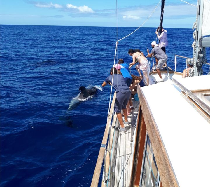 Funchal: Dolphin and Whale Watching Sailing Trip - Booking details that affect your decision