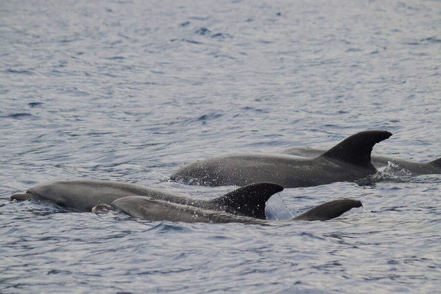 Funchal: Guarantee Wild Dolphin&Whale Watching by RIB - Key points to know before booking