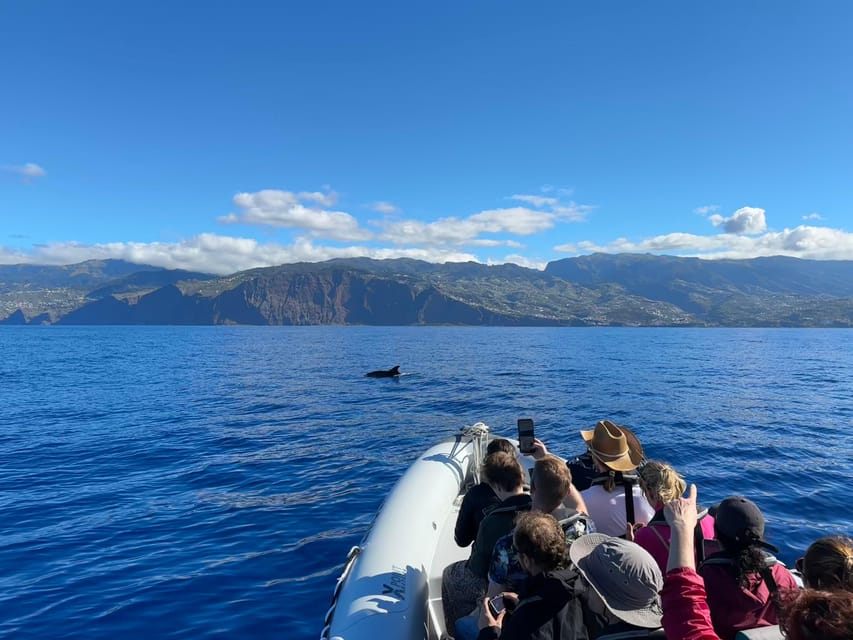 Funchal: Guarantee Wild Dolphin&Whale Watching by RIB - Should you book the Funchal RIB tour?