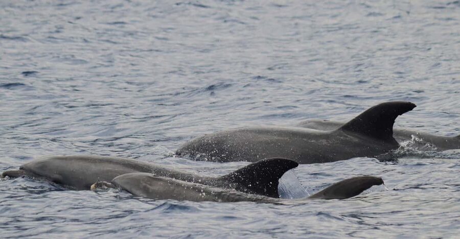 Funchal: Guarantee Wild Dolphin&Whale Watching by RIB - Why this Funchal wildlife trip is different