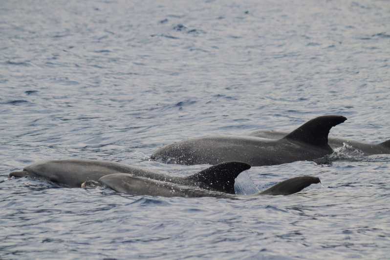 Funchal: Guarantee Wild Dolphin&Whale Watching by RIB - Along Madeira’s coast toward Cabo Girão