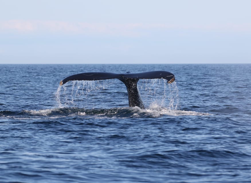 Funchal: Guarantee Wild Dolphin&Whale Watching by RIB - The optional swim with dolphins