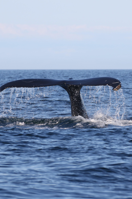 Funchal: Guarantee Wild Dolphin&Whale Watching by RIB - What the €70 price really buys you