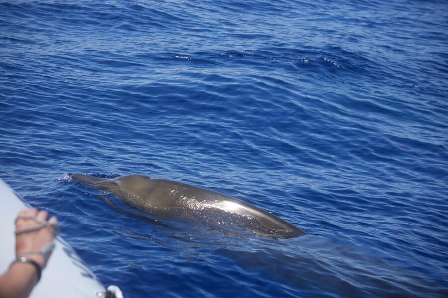Funchal: Guarantee Wild Dolphin&Whale Watching by RIB - Boarding at Funchal and the first safety briefing