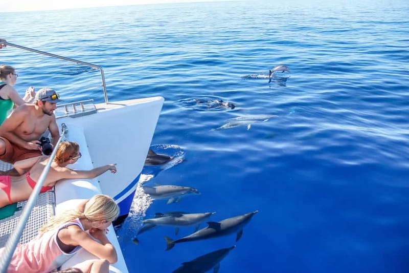 Funchal:Hop-on Hop-off Bus & Whale & Dolphin boat Excursion - Why this combination works well in Funchal
