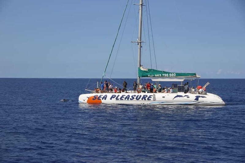 Funchal:Hop-on Hop-off Bus & Whale & Dolphin boat Excursion - The catamaran trip from Funchal’s harbor