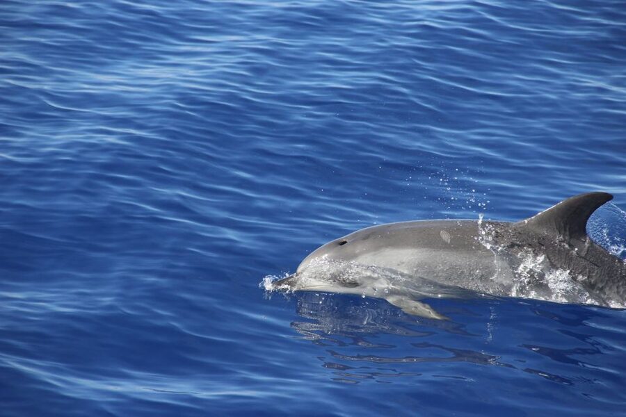 Funchal:Hop-on Hop-off Bus & Whale & Dolphin boat Excursion - Madeira wine and Bordal embroidery