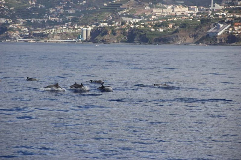 Funchal:Hop-on Hop-off Bus & Whale & Dolphin boat Excursion - Who will get the most from the $54 price?