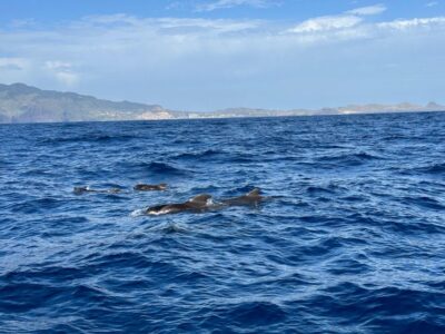 Funchal: RIB Whale Watching Cruise and Optional Dolphin Swim