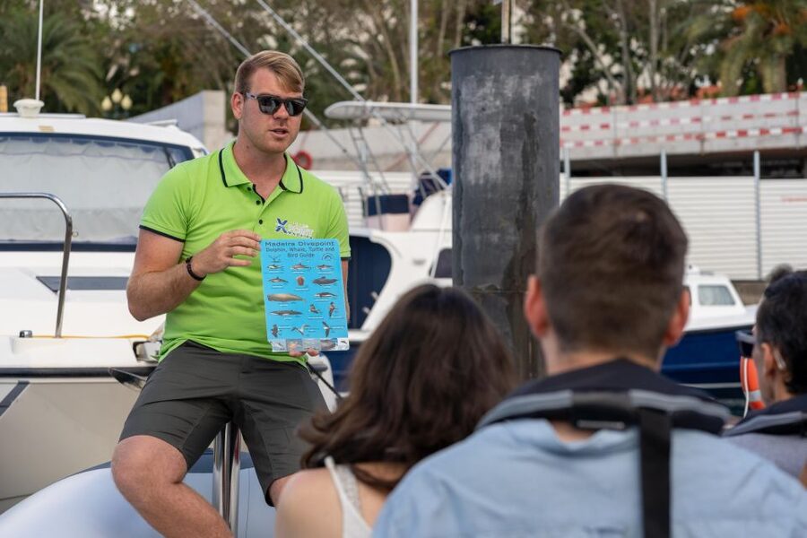 Funchal: RIB Whale Watching Cruise and Optional Dolphin Swim - Searching for dolphins, whales, and turtles