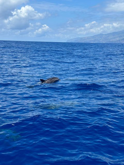 Funchal: RIB Whale Watching Cruise and Optional Dolphin Swim - Cabo Girão and the return along Madeira’s coast