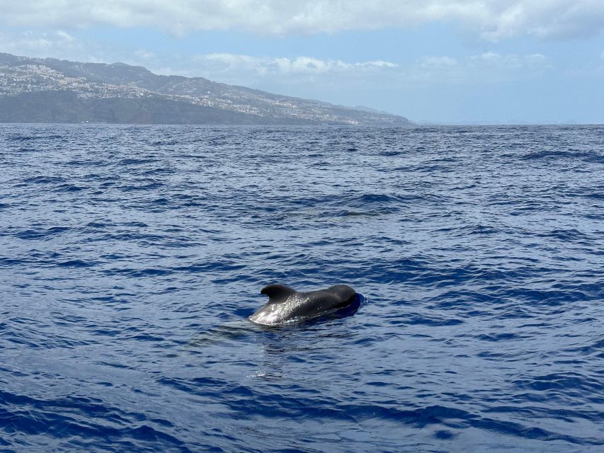 Funchal: RIB Whale Watching Cruise and Optional Dolphin Swim - Small groups, private boats, and the feel onboard
