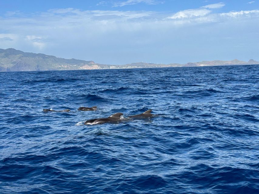 Funchal: RIB Whale Watching Cruise and Optional Dolphin Swim - Boarding in Funchal and getting ready