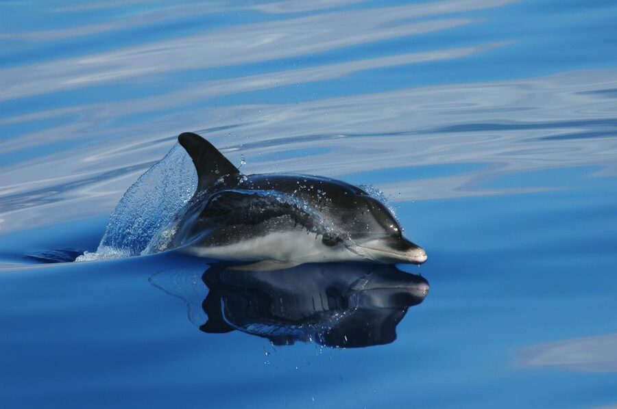 Funchal: Whale and Dolphin Watching Speed Boat Tour - Key points to know before you book