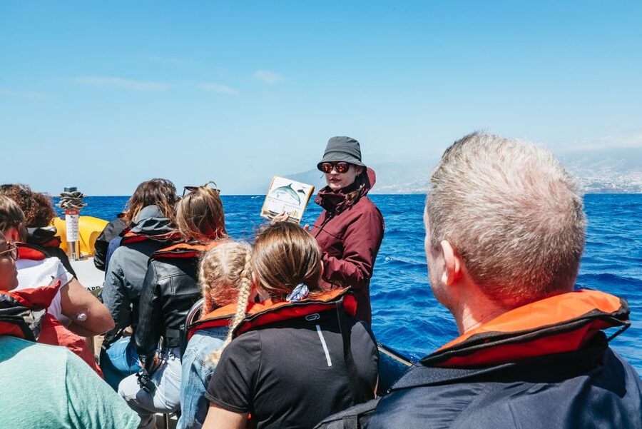 Funchal: Whale and Dolphin Watching Speed Boat Tour - From Funchal Marina to the open Atlantic