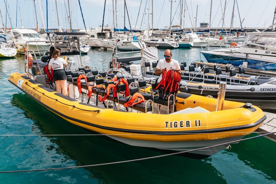 Funchal: Whale and Dolphin Watching Speed Boat Tour - Meeting the marine biologist on board