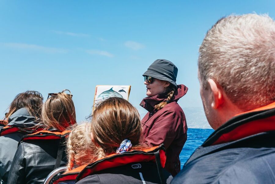 Funchal: Whale and Dolphin Watching Speed Boat Tour - Dolphins, whales, and the luck factor