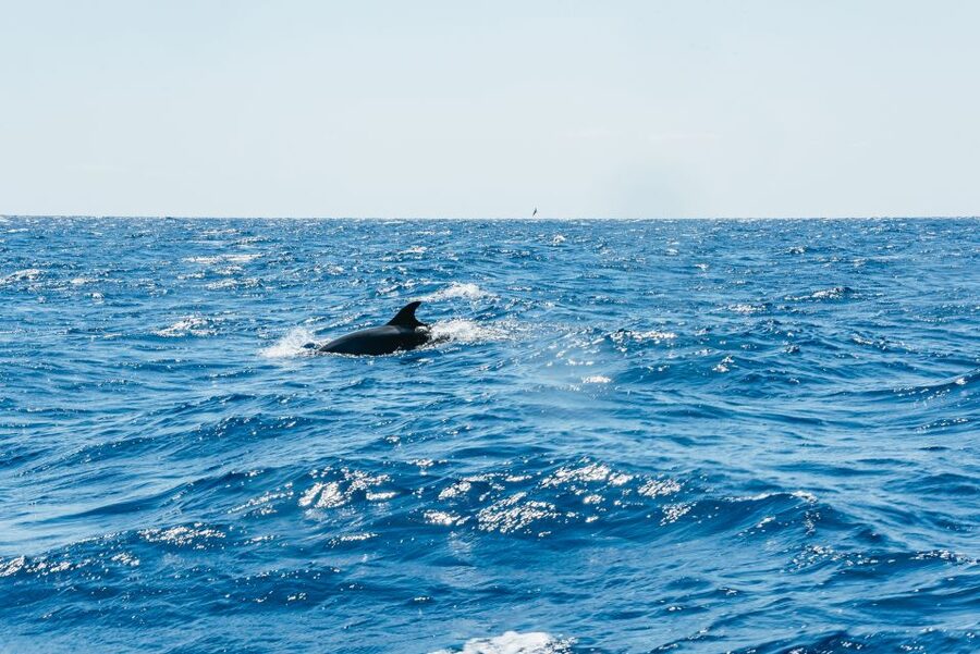 Funchal: Whale and Dolphin Watching Speed Boat Tour - Speed boat or larger catamaran?