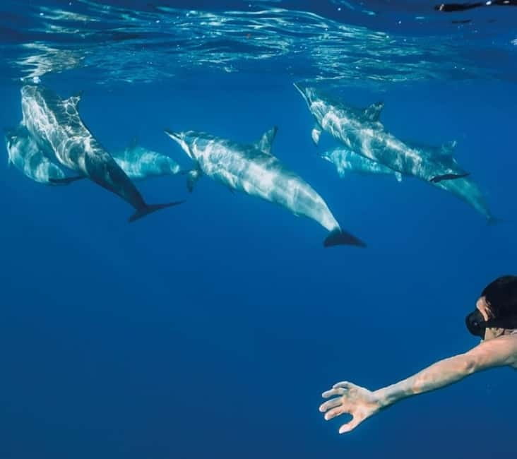 Funchal: Whale Watching and Swimming with Dolphins Cruise - The marine biologist adds meaning to the sightings