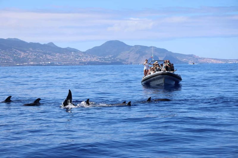 Funchal: Whale Watching and Swimming with Dolphins Cruise - What the 2.5-hour itinerary feels like