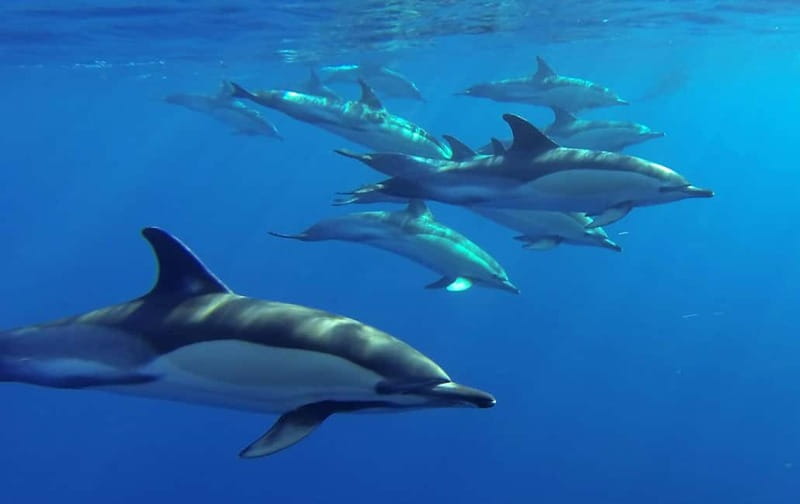 Funchal: Whale Watching and Swimming with Dolphins Cruise - The $94 price: fair for wildlife, high for a boat ride