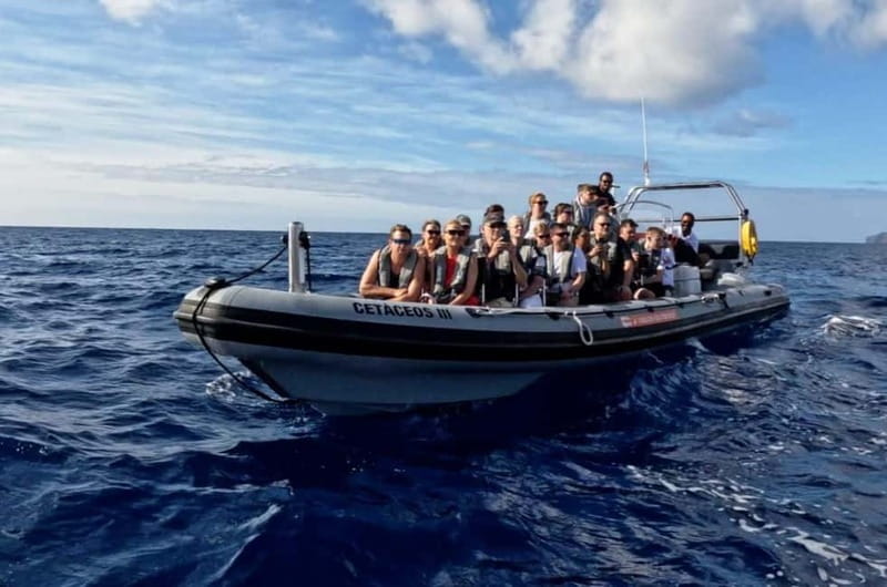 Funchal: Whale Watching and Swimming with Dolphins Cruise - Small boats, noise, and where you sit