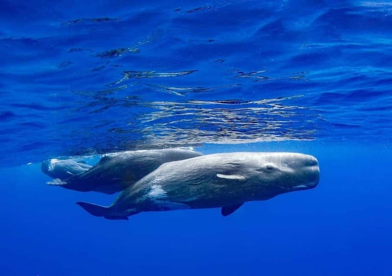 Funchal: Whale Watching and Swimming with Dolphins Cruise - Who will enjoy this cruise most