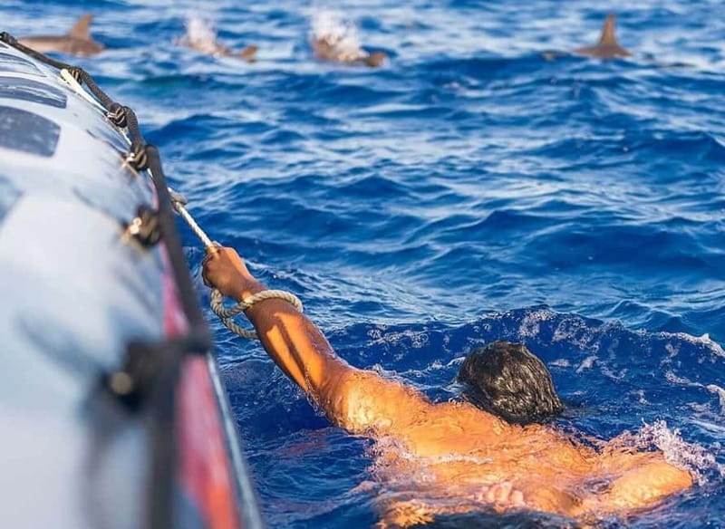Funchal: Whale Watching and Swimming with Dolphins Cruise - Why the shore lookouts matter
