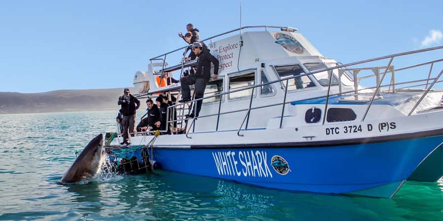 Gansbaai: Shark Dive & Whale Watching Combo Boat Trip - Key points before you book