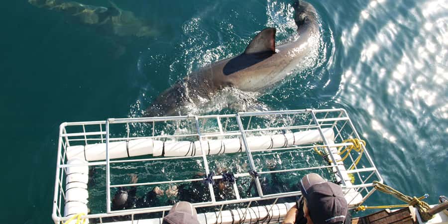 Gansbaai: Shark Dive & Whale Watching Combo Boat Trip - What the cage experience is really like