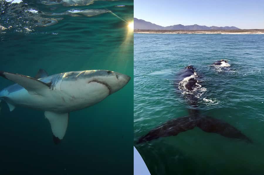 Gansbaai: Shark Dive & Whale Watching Combo Boat Trip - Waiting for Southern Right Whales in Walker Bay