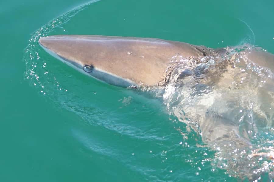 Gansbaai: Shark Dive & Whale Watching Combo Boat Trip - Why the combo can be good value at $292