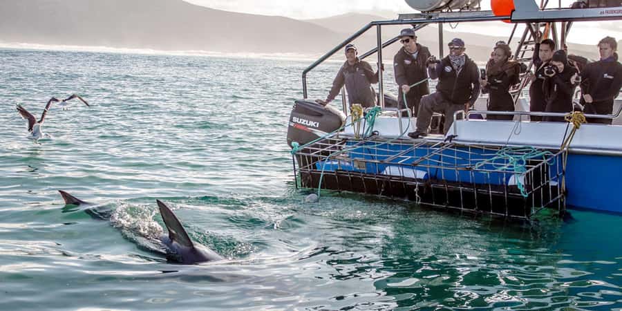 Gansbaai: Shark Dive & Whale Watching Combo Boat Trip - Weather, wildlife, and the risk of disappointment