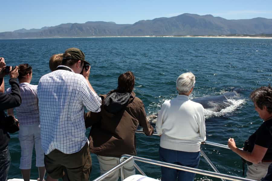 Gansbaai: Shark Dive & Whale Watching Combo Boat Trip - Who will enjoy this most