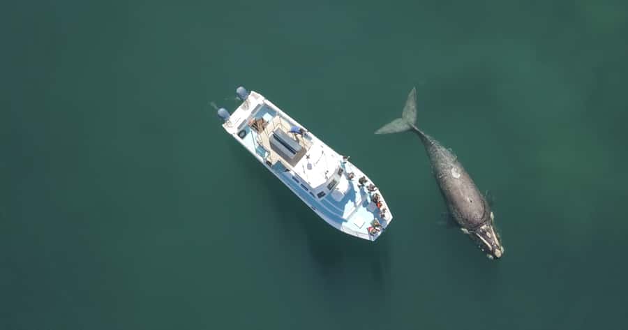 Gansbaai: Shark Dive & Whale Watching Combo Boat Trip - My verdict on the Gansbaai combo