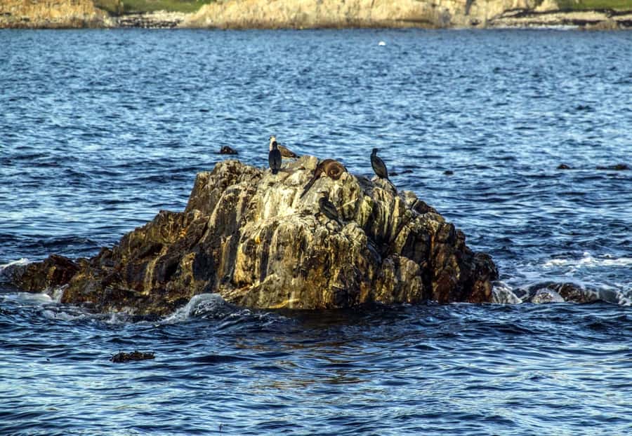 Gansbaai: Whale Watching Trip by Boat - Dolphins, seals, sharks, and less common sightings