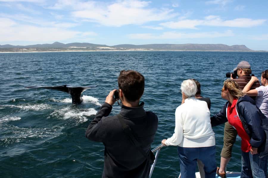 Gansbaai: Whale Watching Trip by Boat - What the boat experience is really like