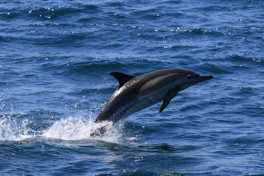 Gansbaai: Whale Watching Trip by Boat - Is $146 a fair price?