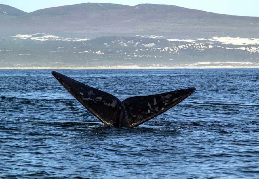 Gansbaai: Whale Watching Trip by Boat - Practical checklist before you go