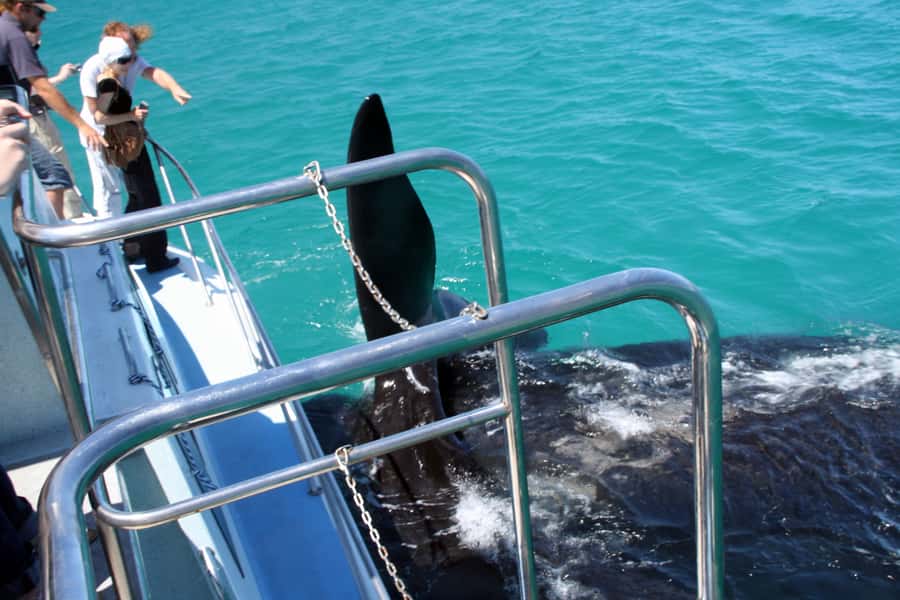 Gansbaai: Whale Watching Trip by Boat - Following the cliffs beside De Kelders