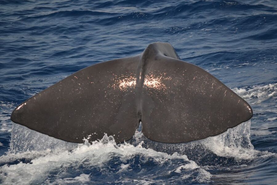 Genoa: Pelagos Sanctuary Whale Watching Cruise - Key points to know before booking