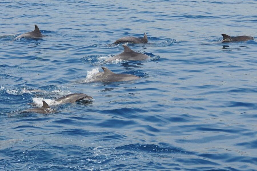 Genoa: Pelagos Sanctuary Whale Watching Cruise - Genoa’s Porto Antico is the easy starting point