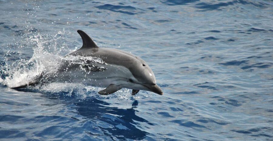 Genoa: Pelagos Sanctuary Whale Watching Cruise - What you might see in the Pelagos Sanctuary
