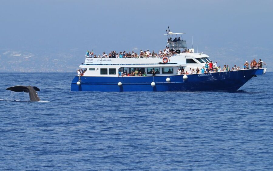 Genoa: Pelagos Sanctuary Whale Watching Cruise - Why patience matters on this four-hour cruise