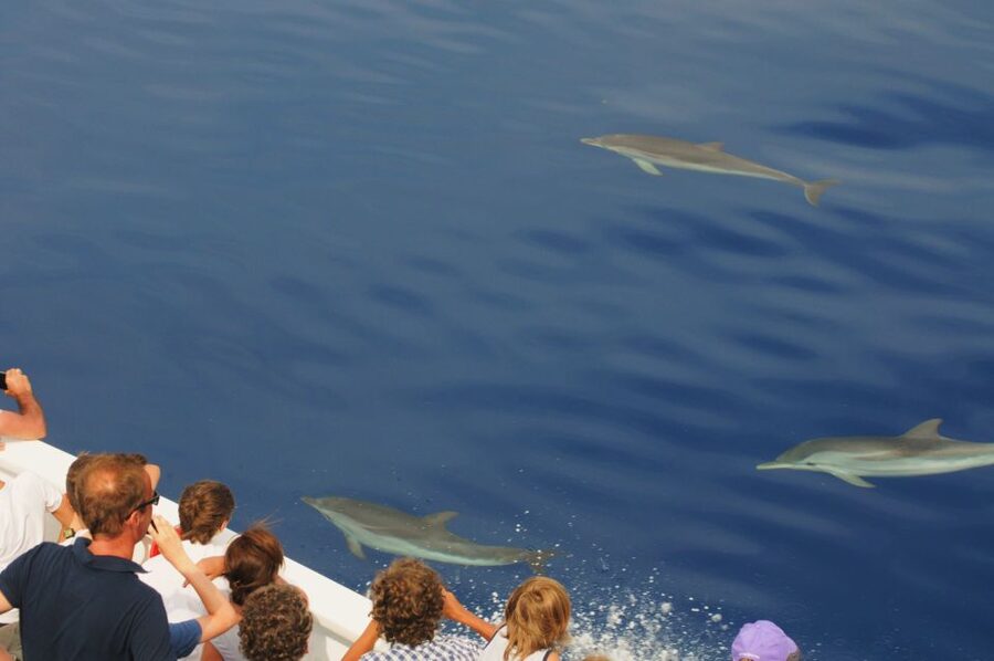 Genoa: Pelagos Sanctuary Whale Watching Cruise - The boat, group size, and comfort level