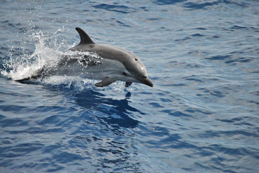 Genoa: Pelagos Sanctuary Whale Watching Cruise - Reaching the 1,000 to 1,500-meter zone
